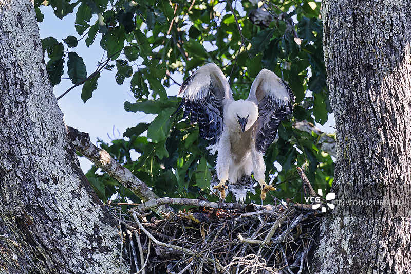 四个月大的哈比鹰雏鸟（Harpia harpyja）在巢中试翅，巴西亚马逊的阿尔塔弗洛雷斯塔。图片素材