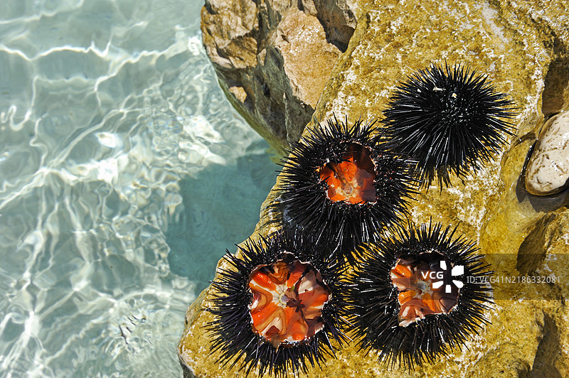 刚捕捞并打开的海胆，展示可食用的核心（海胆），佩尔纳湾，帕尔米扎纳，圣克莱门特岛，地狱岛（帕克莱尼），哈瓦尔市，哈瓦尔岛，克罗地亚，东南欧洲图片素材