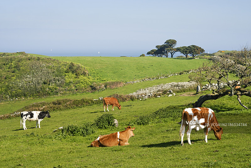 牛群，赫尔姆岛，根西岛属地，英国王室依赖地，英吉利海峡，欧洲图片素材