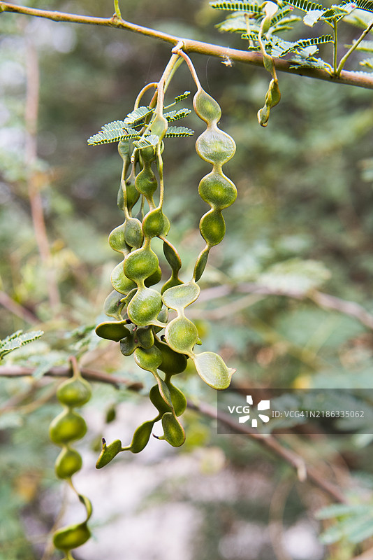 阿卡西亚的果实，埃及阿斯旺的埃尔纳巴塔特岛（基奇纳岛）植物园，北非，非洲图片素材