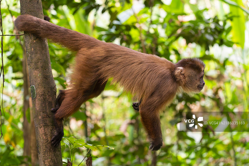 棕色卷尾猴（Cebus apella）（Sapajus apella）在树上，坦博帕塔国家保护区，普埃尔托·马尔多纳多，坦博帕塔省，母亲德·迪奥斯，秘鲁，南美洲图片素材