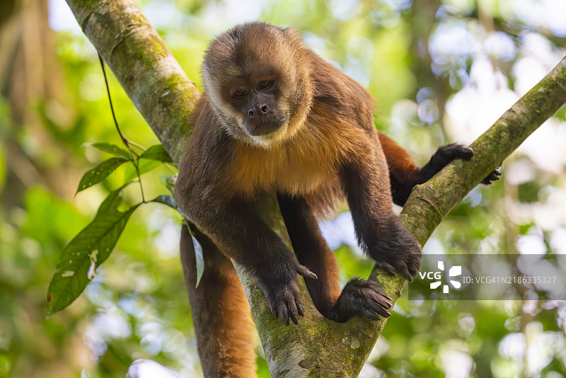棕色卷尾猴（Cebus apella）（Sapajus apella）在树上，坦博帕塔国家保护区，普埃尔托·马尔多纳多，坦博帕塔省，母亲德·迪奥斯，秘鲁，南美洲图片素材