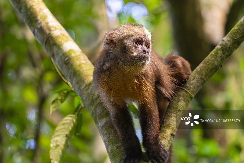 棕色卷尾猴（Cebus apella）（Sapajus apella）在树上，坦博帕塔国家保护区，普埃尔托·马尔多纳多，坦博帕塔省，母亲德·迪奥斯，秘鲁，南美洲图片素材