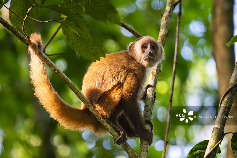 棕色卷尾猴(Cebus apella)(Sapajus apella)在树上,坦博帕塔国家保护区,普埃尔托·马尔多纳多,坦博帕塔省,母亲德·迪奥斯,秘鲁,南美洲图片素材