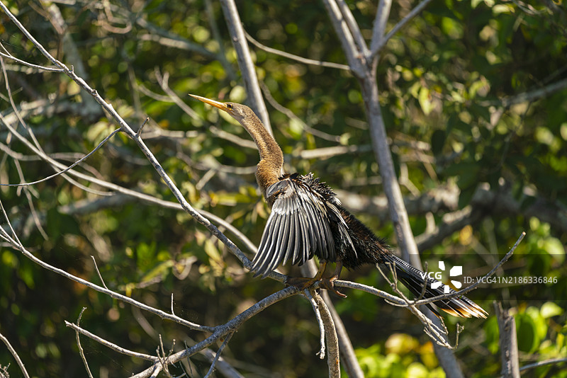 安赫尔鸟（anhinga anhinga）栖息在桑多瓦尔湖旁的树枝上，位于秘鲁马德雷德迪奥斯的坦博帕塔国家保护区，南美洲。图片素材
