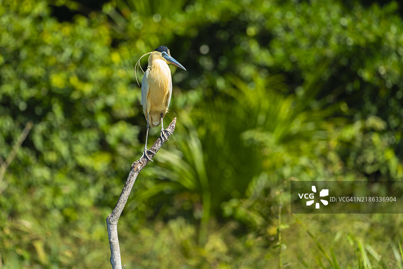 帽冠鹭(Pilherodius pileatus)栖息在秘鲁马德雷德迪奥斯省坦博帕塔国家保护区的桑多瓦湖旁的树枝上。图片素材