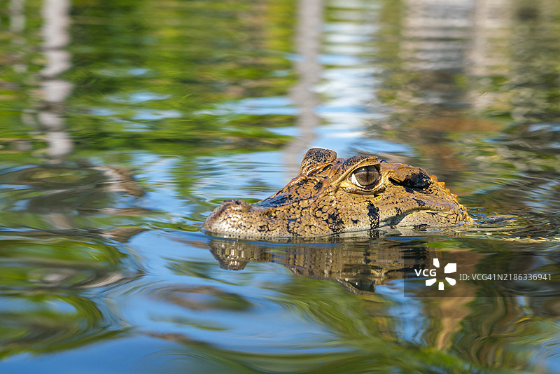 黑凯门鳄（Melanosuchus niger）特写，亚库马马湖，秘鲁，坦博帕塔省，马德雷德迪奥斯，南美洲图片素材