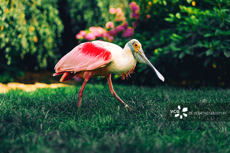 玫瑰鹮在郁郁葱葱的绿植中图片素材