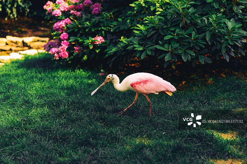 玫瑰鹮在郁郁葱葱的绿植中图片素材