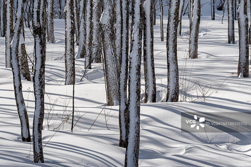 树的阳光与阴影图片素材