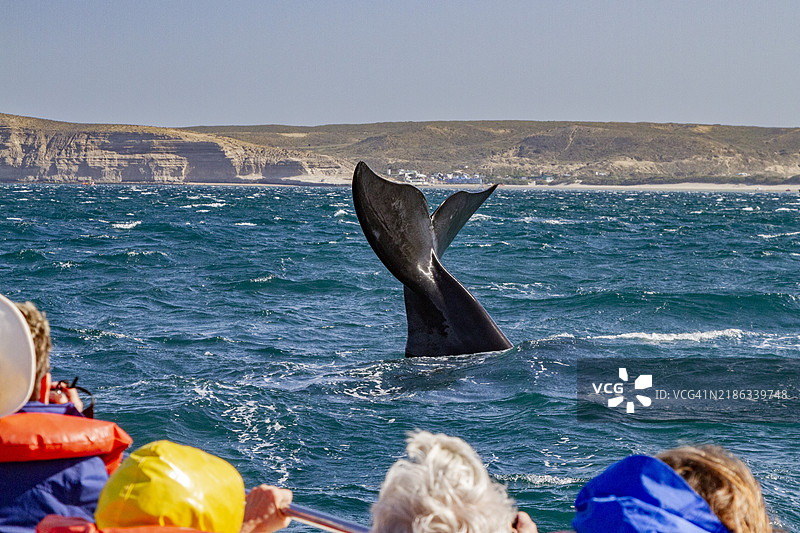 南露脊鲸（Eubalaena australis）在阿根廷南美洲的普埃尔托·皮拉米德斯附近的观鲸船旁进行尾鳍向上的潜水图片素材