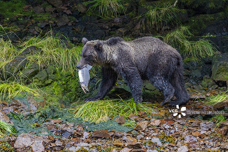 成年棕熊(Ursus arctos)在美国北美奇查戈夫岛帕夫洛夫港的海岸线附近与皮划艇者相遇图片素材