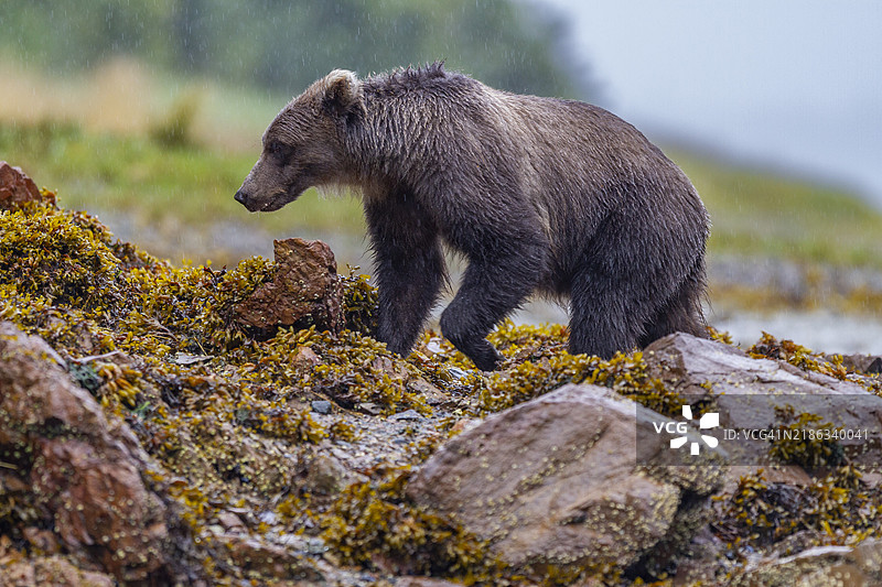 成年棕熊（Ursus arctos）在美国北美奇查戈夫岛的帕夫洛夫港沿岸觅食图片素材