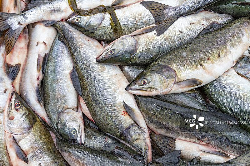 阿拉斯加东南部米特科夫岛彼得堡渔镇捕获的鱼的特写镜头，太平洋，美国，北美图片素材