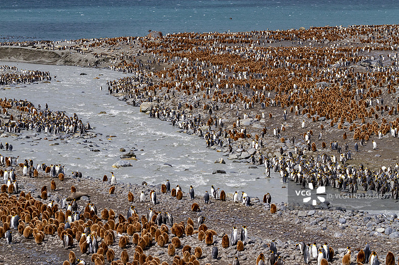 成年国王企鹅（Aptenodytes patagonicus）与幼鸟在南乔治亚岛金港的繁殖群落中。图片素材