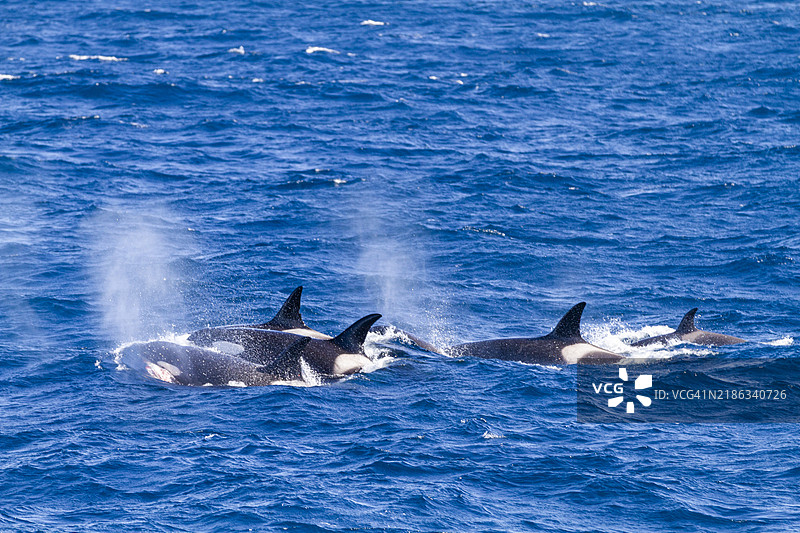 一小群八到十只“类型A”海洋杀人鲸（虎鲸），在南美福克兰群岛附近捕猎。图片素材