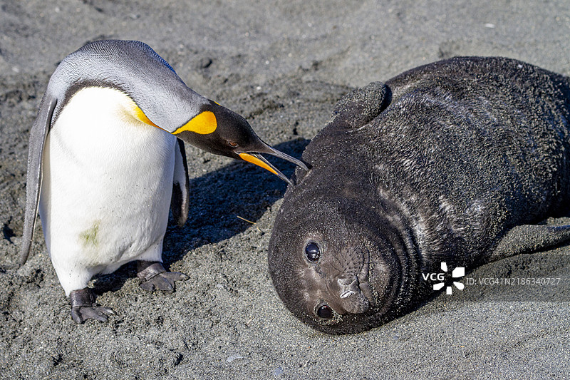 南方海象（Mirounga leonina）幼崽与好奇的国王企鹅在南乔治亚岛的金港互动，极地地区图片素材