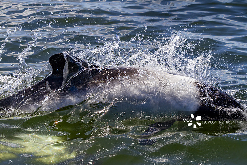 成年康氏海豚（Cephalorhynchus commersonii）在南美福克兰群岛的斯坦利港浮出水面图片素材