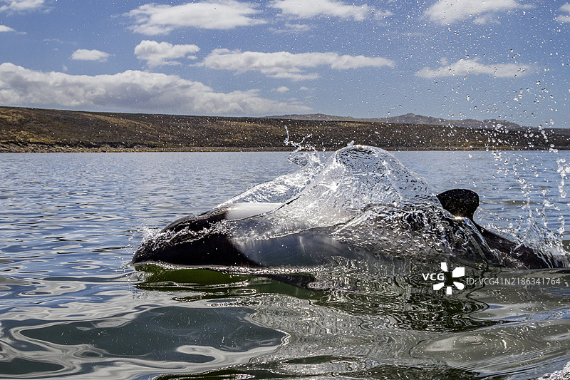 成年康氏海豚（Cephalorhynchus commersonii）在南美福克兰群岛的斯坦利港浮出水面图片素材