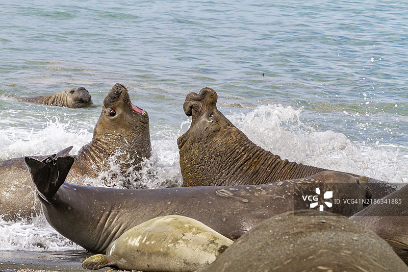 南方海象（Mirounga leonina）雄性在南乔治亚岛的金港发出声音挑战，极地地区图片素材