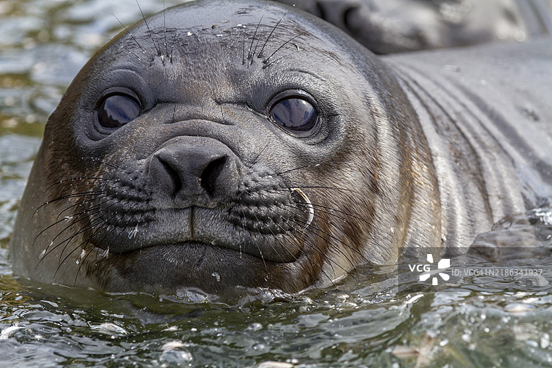 南方海象（Mirounga leonina）幼崽在南乔治亚岛金港的海滩上的头部特写图片素材