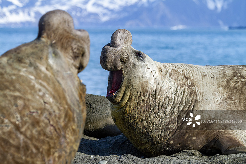 南方海象（Mirounga leonina）在南乔治亚岛的金港发出咆哮挑战。图片素材