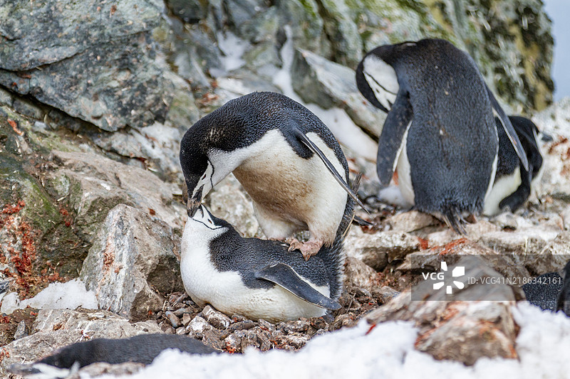 成年带嘴企鹅（Pygoscelis antarctica）在南极半月岛的繁殖群落中，极地地区图片素材