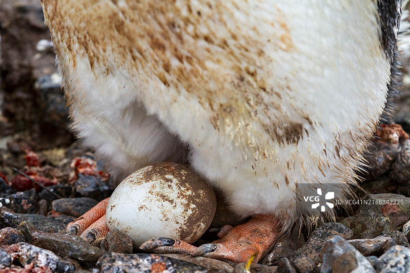 成年的金图企鹅（Pygoscelis papua），在南极洛克罗伊港的蛋上，南冰洋，极地地区图片素材