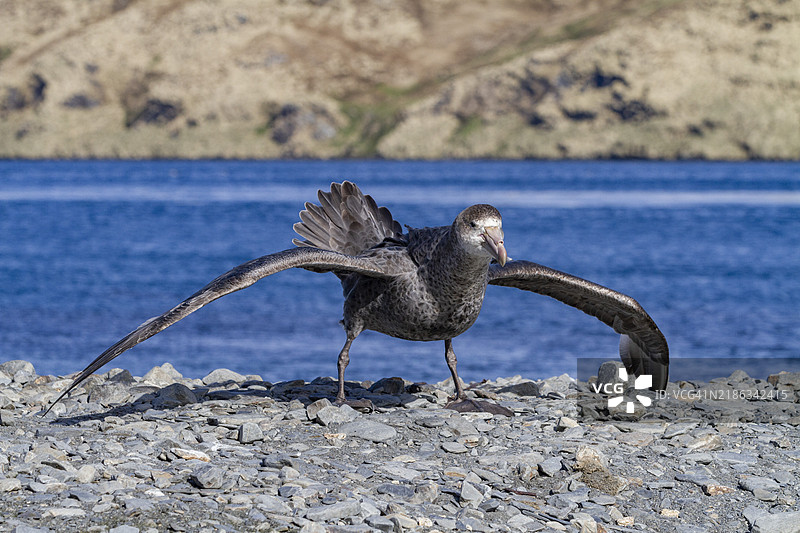 南方巨信天翁（Macronectes halli）在南乔治亚岛斯特罗姆内斯海滩上的威胁展示，南极洲，极地地区图片素材