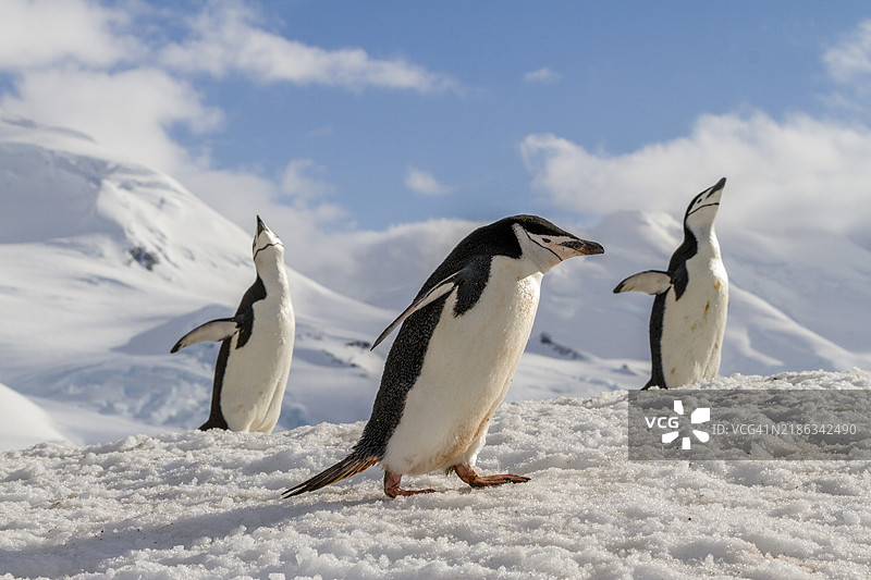 南极带嘴企鹅(Pygoscelis antarctica)在南极半月岛的繁殖群落中表现出兴奋的行为,极地地区图片素材
