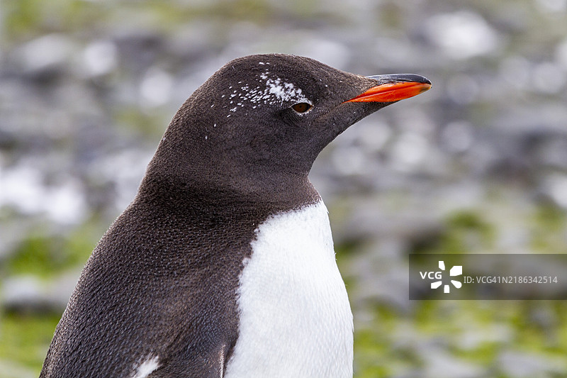 成年的金图企鹅（Pygoscelis papua），在南极附近的布朗布拉夫，眼部有非常小的白色眼斑，极地地区图片素材