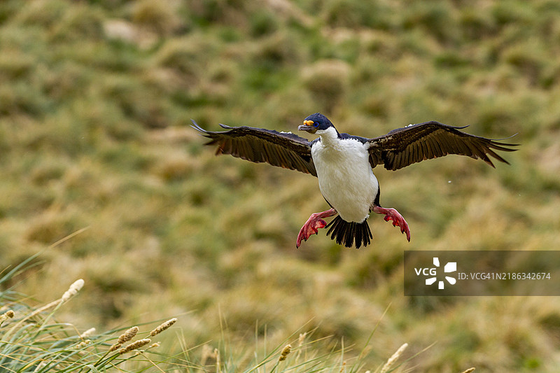 帝王鸬鹚（Phalacrocorax atriceps），在南美福克兰群岛的新岛上返回巢穴图片素材