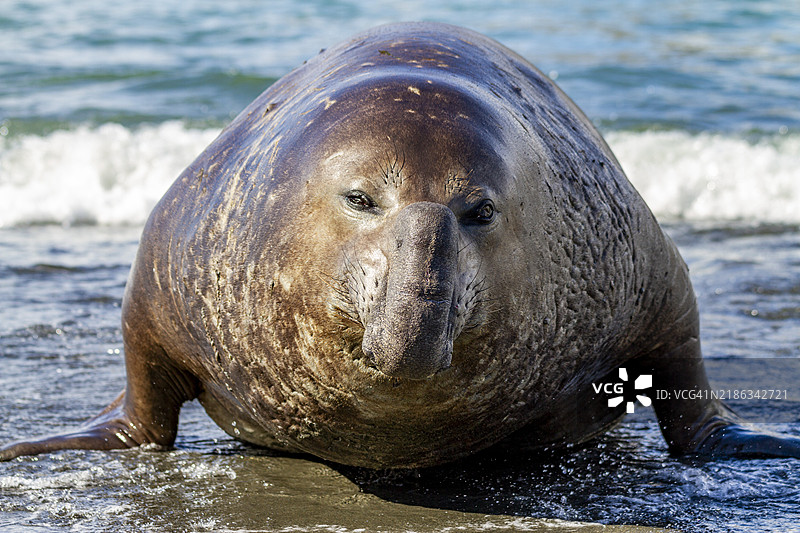 南方海象（Mirounga leonina）在南乔治亚岛金港的海浪中挑战的雄性海象图片素材