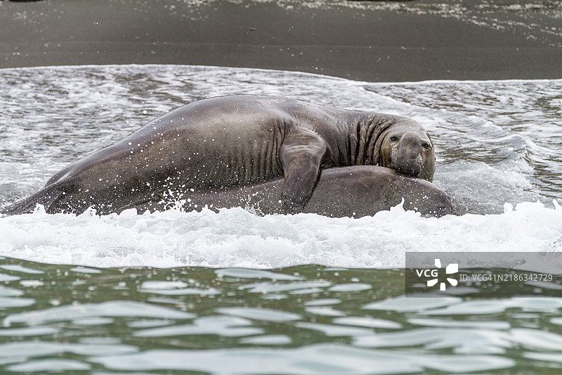南方海象（Mirounga leonina）成年雄性在南乔治亚岛金港的海浪中，极地地区图片素材