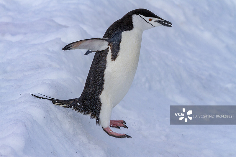 带子企鹅（Pygoscelis antarctica），在南极半月岛的繁殖群落中跳跃，南极洲，南冰洋，极地地区图片素材