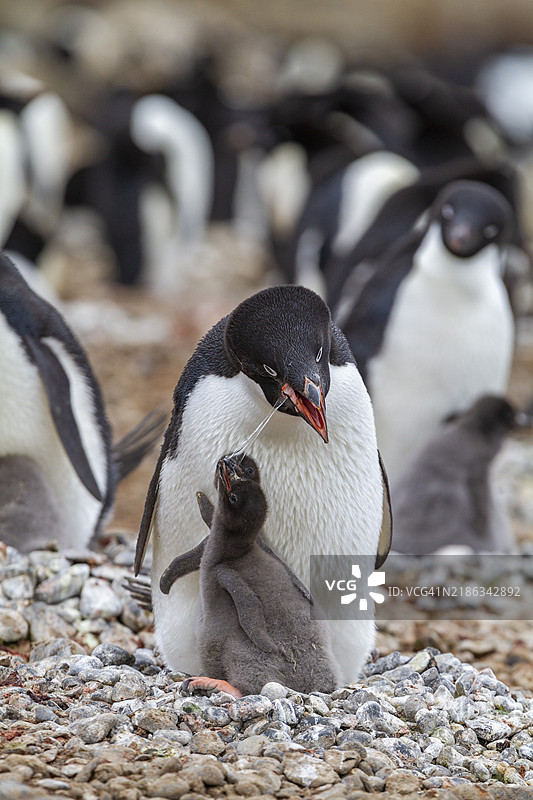 阿德利企鹅（Pygoscelis adeliae），在南极半岛布朗布拉夫的繁殖地喂养幼鸟，南极，极地地区图片素材