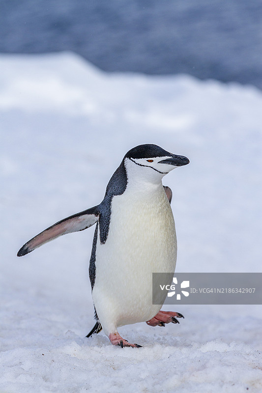 带子企鹅（Pygoscelis antarctica），在南极半月岛的繁殖群落，南极洲，南冰洋，极地地区图片素材