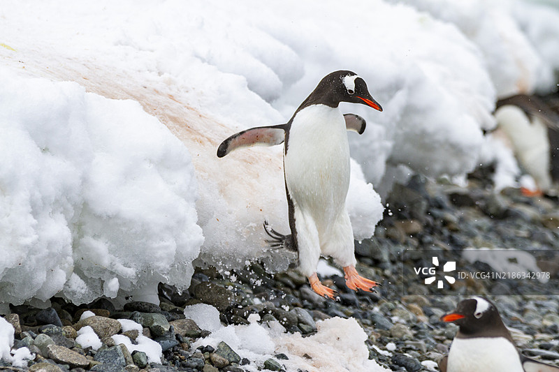 成年的金图企鹅（Pygoscelis papua），在南极库维尔岛的冰架上跳跃，南冰洋，极地地区图片素材