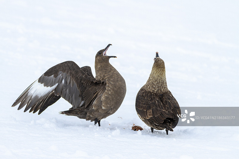 成年棕色海鸥合作在南极半岛附近的南冰洋偷取企鹅蛋，南极，极地地区图片素材