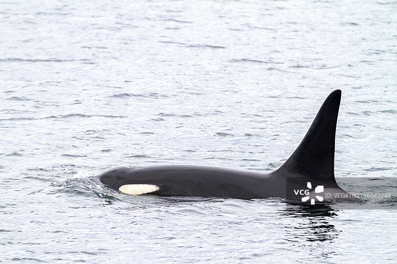 成年雄性杀人鲸（Orcinus orca）在阿拉斯加东南部查塔姆海峡浮出水面，太平洋，北美洲， 美国图片素材