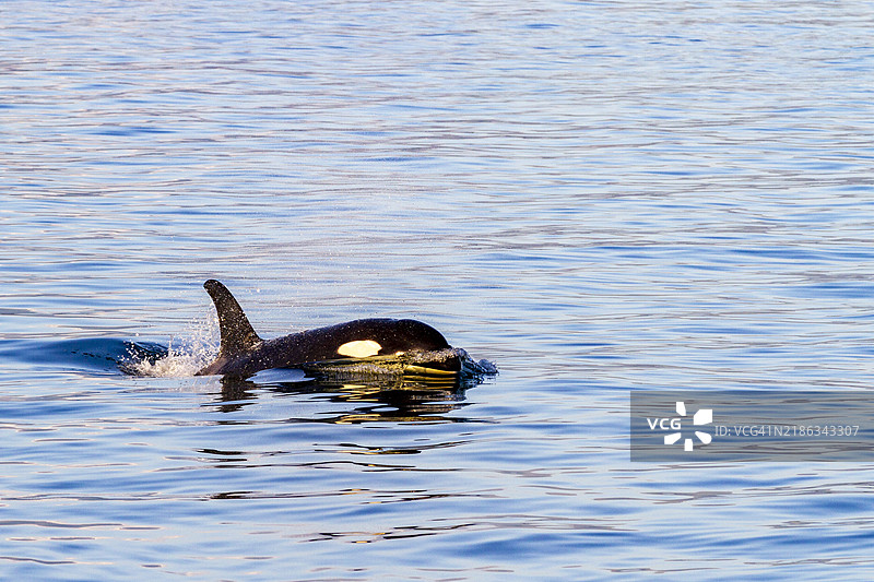 一只年轻的虎鲸（Orcinus orca）在美国阿拉斯加东南部的冰川湾国家公园浮出水面，太平洋，北美。图片素材