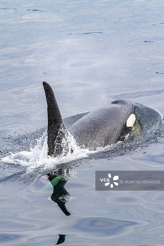 一只成年公虎鲸（Orcinus orca）在加拿大不列颠哥伦比亚省约翰斯顿海峡浮出水面，位于北美太平洋。图片素材