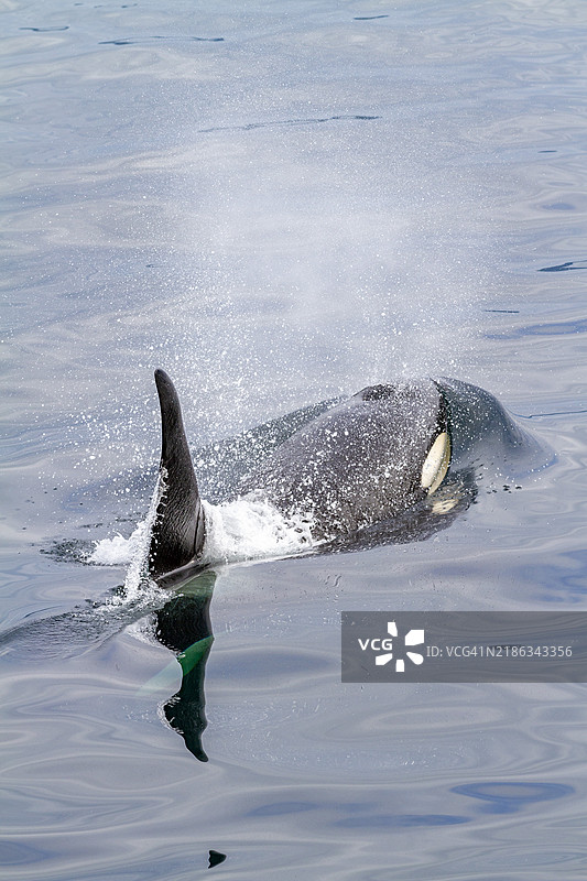 一只成年公虎鲸（Orcinus orca）在加拿大不列颠哥伦比亚省约翰斯顿海峡浮出水面，位于北美太平洋。图片素材