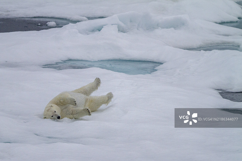 成年雌性北极熊（Ursus maritimus）在俄罗斯弗朗茨约瑟夫地群岛的多年冰浮冰上打滚以清洁毛发，位于北冰洋，欧亚大陆。图片素材