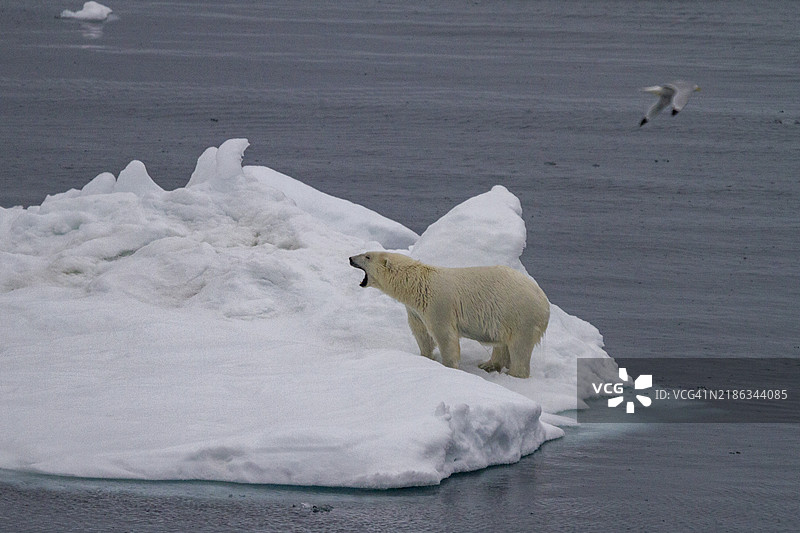 成年雌性北极熊（Ursus maritimus）在俄罗斯法兰兹约瑟夫地的多年冰浮冰上打哈欠，嘴巴张开。图片素材