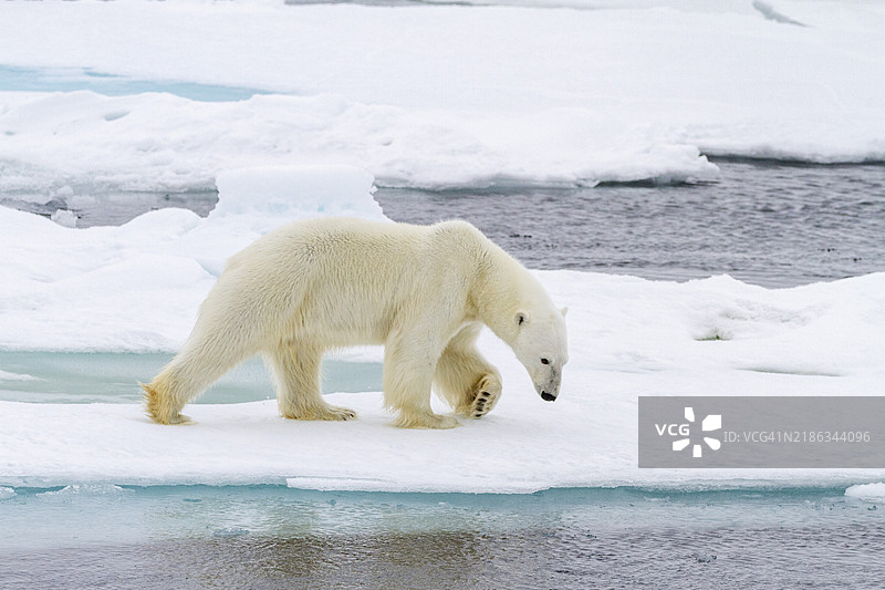 成年雄性北极熊（Ursus maritimus）在俄罗斯弗朗茨约瑟夫地岛的多年冰浮冰上，北冰洋，欧亚大陆。图片素材