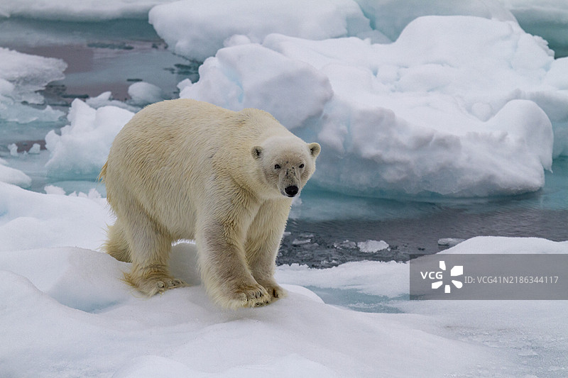 成年雄性北极熊（Ursus maritimus）在俄罗斯弗朗茨约瑟夫地群岛的多年冰浮冰上，北冰洋，欧亚大陆。图片素材