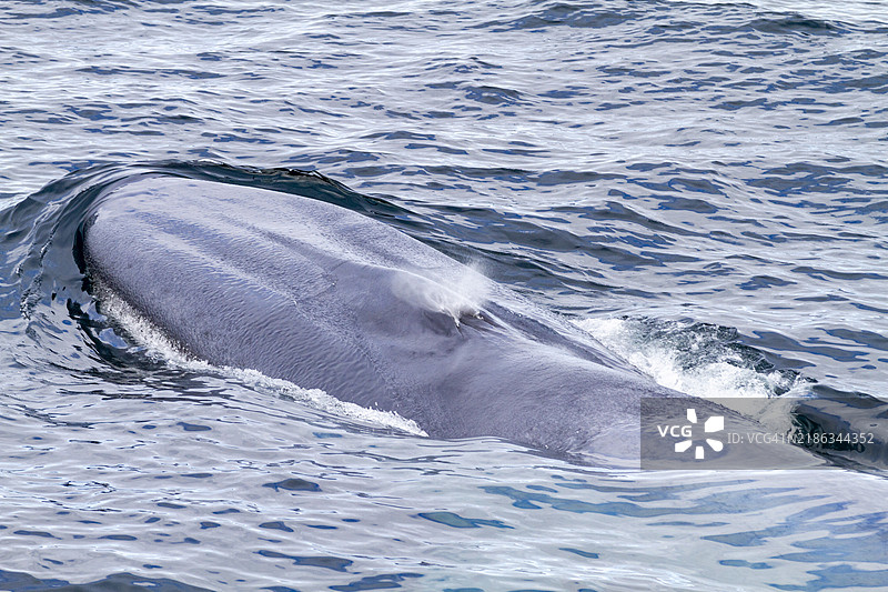 在挪威斯瓦尔巴群岛，北极地区，出现了一只成年蓝鲸（Balaenoptera musculus）浮出水面的非常罕见的景象。图片素材