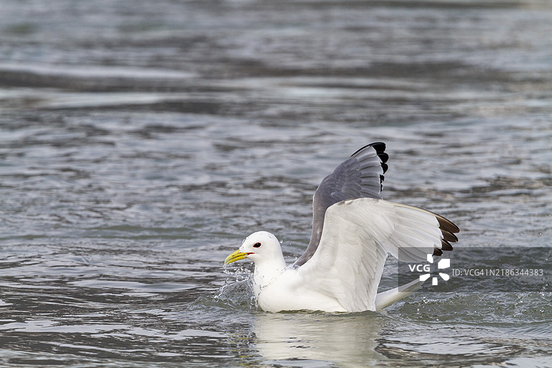 成年黑腿海鸥（Rissa tridactyla）在挪威斯瓦尔巴群岛的冰川底部觅食，北极，欧洲图片素材