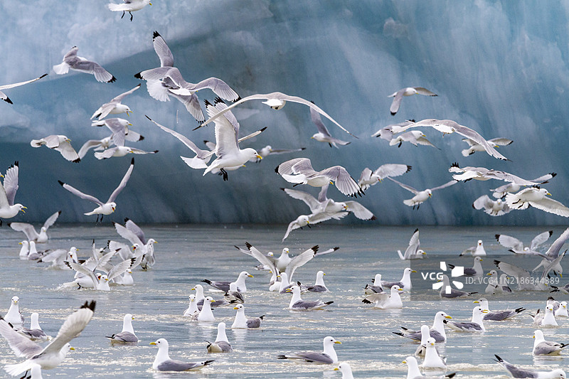 成年黑腿海鸥（Rissa tridactyla）在挪威斯瓦尔巴群岛的冰川底部觅食，北极，欧洲图片素材